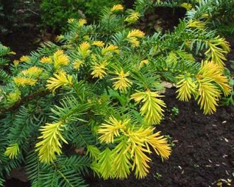 &quot;Саммерголд&quot; тис ягодный &#039;Summergold&#039;  (10-20см)