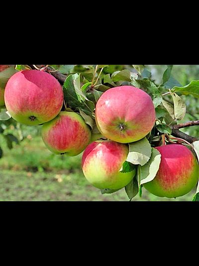 Первинка (яблоня)