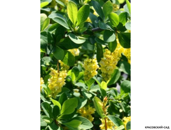 Барбарис Тунберга Indian Summer - фото кустарника - красовский-сад.рф