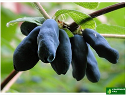 Жимолость "Бархат"