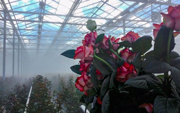 Применение туманообразования для выращивания цветов
