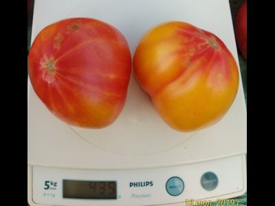 Томат Золотые горы Медео
