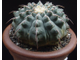 Gymnocalycium vatteri  “monospinum” (D=12-15мм)