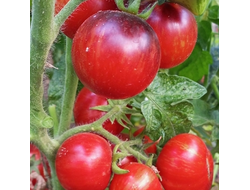 Томат Анто полосатый (Dwarf Striped Antho) США