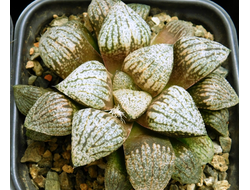 ДРУГИЕ СУККУЛЕНТЫ растения (Succulents plants)