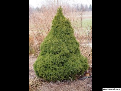 Ель сизая Коника - фото в саду - красовский-сад.рф
