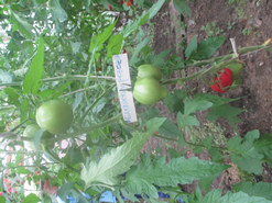 Томат "Абаканский розовый". Вкус плодов хороший, но урожайность пока не порадовала.