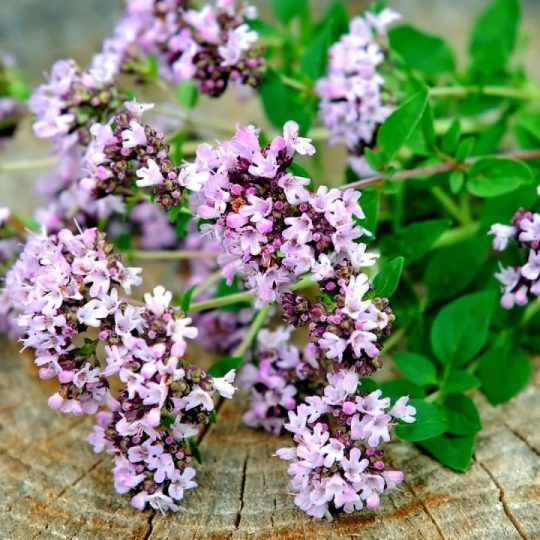 Соцветья душицы для варенья Благоедов