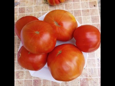 Томат Маршал Победа
