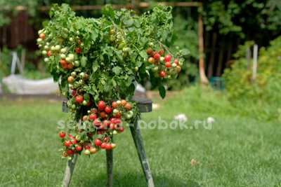 Томат ампельный Garden Pearl (Садовая Жемчужина), 10 шт