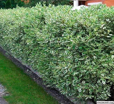 Живая изгородь из дерена