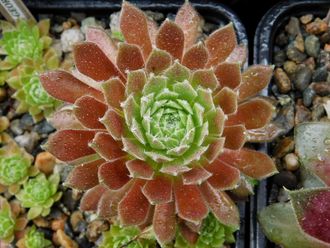 Sempervivum 'GEORGETTE'- розетка