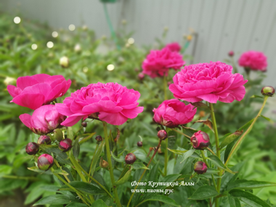 Пион Канзас (Kansas)