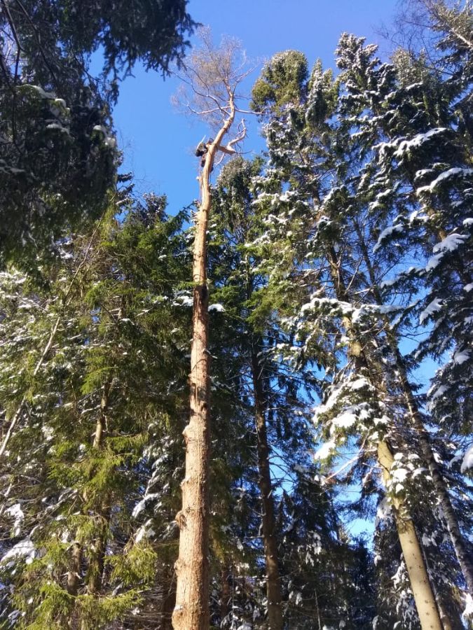 Вырубка по частям деревьев в п. Ватермяги 