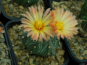 Astrophytum AS TOP BIG OOIBO (1050.1)о - 10 семян