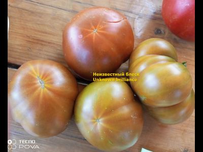 Томат Неизвестный блеск (Unknown brilliance)