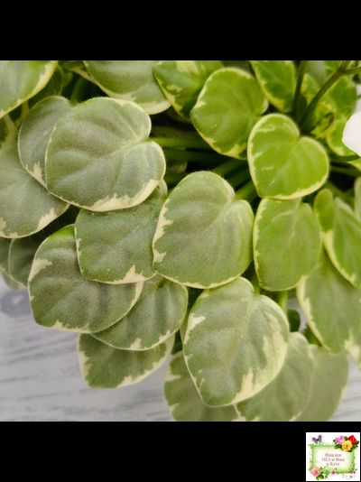 Ва-Банк (Л. Мещерякова) листовая химера (стартер сорт)