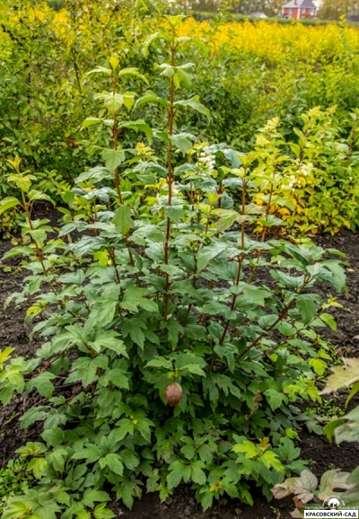 Калина Таежные рубины - фото в саду - красовский-сад.рф