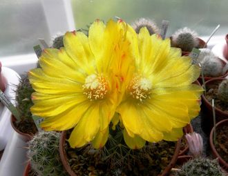 Parodia aureispina (microsperma) семена