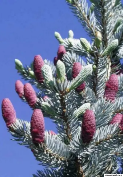 Ель Спек - Spek