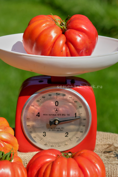 Томат Гигант Фарина, 10 шт