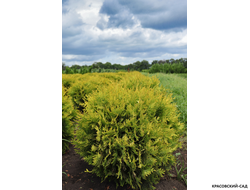 Туя Голден Глоб - Golden Globe