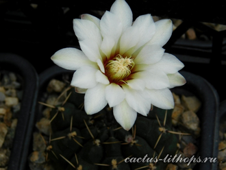 Gymnocalycium schroederianum ssp.paucicostatum LB 960 - 5 семян