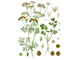Кориандр (Coriandrum sativum), семена, Крым (10 мл) - 100% натуральное эфирное масло