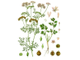 Кориандр (Coriandrum sativum) Россия, семена (5 мл) - 100% натуральное эфирное масло