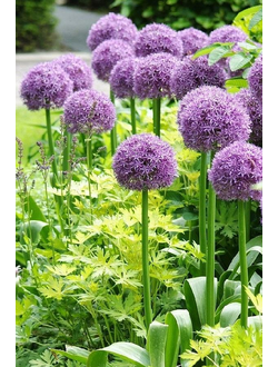 Лук афлатунский (фиолет.)