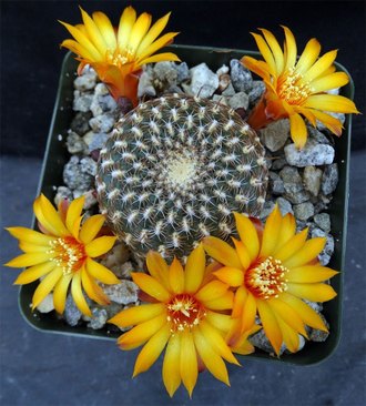 Sulcorebutia Arenacea