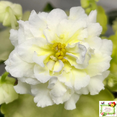 ЛЕ-Золото Нибелунгов Голд  (Е. Лебецкая) 2020 г. (лист укоренённый)