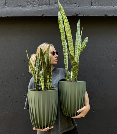 Сансевиерия зейланика в зеленом кашпо