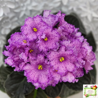 АВ-Самый Сок (Фиалковод) 2022 г.