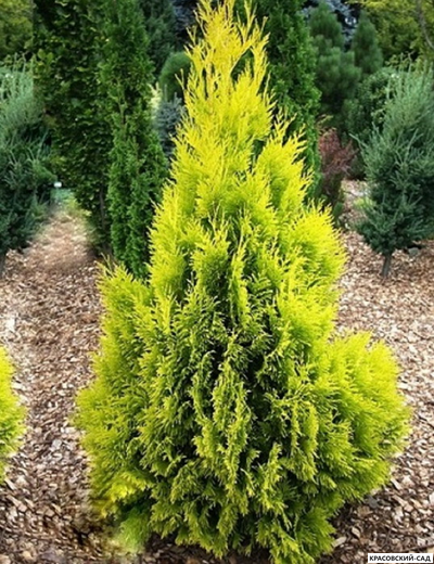 Туя Санни Смарагд - Sunny Smaragd