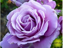 РОЗА ПЛЕТИСТАЯ КЛАЙМИНГ БЛЮ МУН