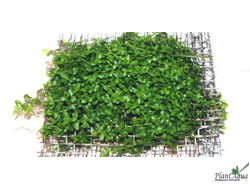 Микрантемум Монте Карло на сеточке