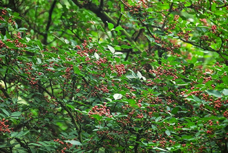 Перец сычуаньский/непальский (Zanthoxylum armatum) 5 мл - 100% натуральное эфирное масло