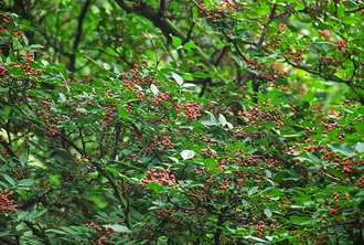 Перец сычуаньский/непальский (Xanthoxylum armatum) 5 мл - 100% натуральное эфирное масло