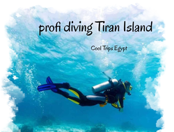 Professional diving near Tiran Island