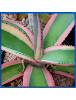 Agave guiengola 'Creme Brulee'