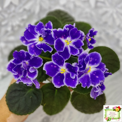 ВаТ-Монарх (Т. Валькова) 2016 г.