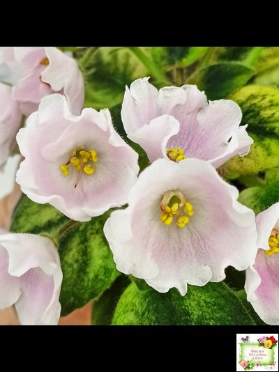 Н-Принцесса на Горошине (Н. Бердникова) 2014 г.