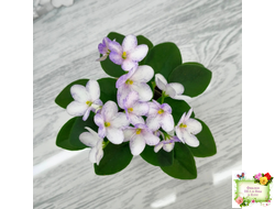 Белый Клоун (Е. и Я. Немчиновы) 2025 г. трейлер (укоренённый пасынок)