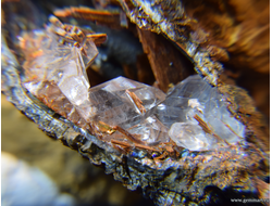 Гипс и псиломелан в полости ракушки. 60*47*50мм