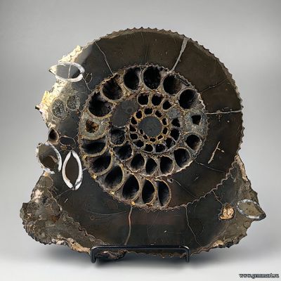 Аммонит, пирит, кальцит, полированный срез. С подставкой. Россия. 215*215*25мм