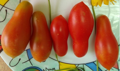 Томат Покоритель неба (Himmelsturmer), Германия