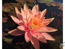 Нимфея Пракайсад