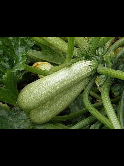 Кабачок