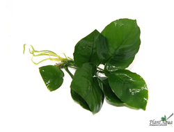 Anubias var. barteri«Broad leaf»